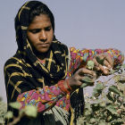 Indian woman harvests cotton