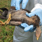 Man holding dead bird, Indonesia