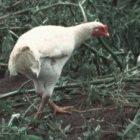 Chicken in Indonesia, where seemingly healthy birds have been found to have H5N1