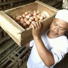 Egg farm near Yogyakarta, Indonesia.