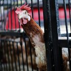 chicken, indonesia