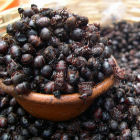 Insects in a bowl