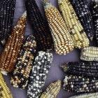 Varieties of Mexican maize