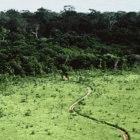 Deforestation has altered the water cycle in Brazil