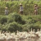 The debate continues on whether bird flu could spark a human pandemic