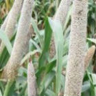 Iron-rich pearl millet in India
