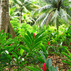 Bosque de Jamaica