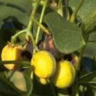 The oil in jatropha seeds is used to make biodiesel