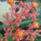 Jatropha