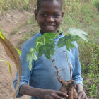 Boy holding a jatropha plant