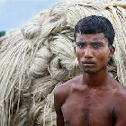 Jute grower in Bangladesh