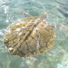 Kemp's Ridley turtle, swimming in clear water