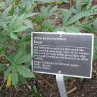 Kenaf plants
