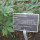 Kenaf plants