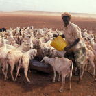 Goats, Kenya