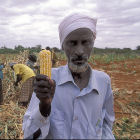 Kenya Maize