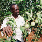 Passion fruit growing in Kenya