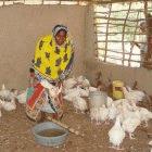 Small-scale poultry farming in Africa provides important dietary protein