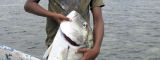 Local Kubulau youth with a giant trevally