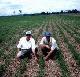 Soybean fields in the cerrado, cultivated using zero tillage