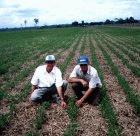 Soybean fields in the cerrado, cultivated using zero tillage