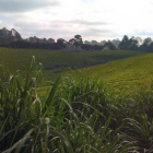 Limuru