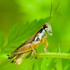 A locust