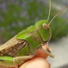 A migratory locust from eastern Asia