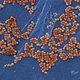 mrsa