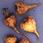 Lepidium meyenii