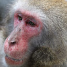 A macaque