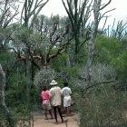 Dry tropical forest, Madagascar