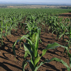 Cultivo de maíz 