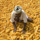 A maize farmer in Africa