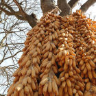 Maize ears hanging from a tree in Yunnan Province, China