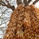 Maize ears hanging from a tree in Yunnan Province, China
