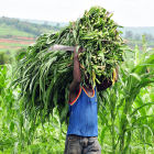 Maize Farmer Rwanda - Flickr/CIAT by Neil Palmer