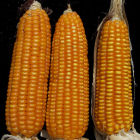 Maize