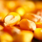 Maize kernels