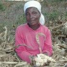 Ntumodzi, 50 km north of Lilongwe - Helen Mripe is devastated. Floods and erratic rainfall have rotted or damaged most of her 2002 harvest. 

Instead of the 2.7 metric tonnes she usually harvests fr