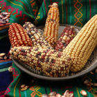 Maize