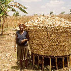 A maize farmer in Benin