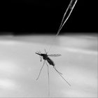 Mosquito transmisor de malaria