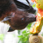 A fruit bat