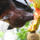 A fruit bat