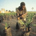 Watering oil palms at a research station in Malawi