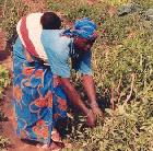 Mali's new plan brings science to agriculture