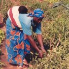 Mali woman farming