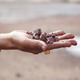 Man holds washed iron ore