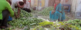 A woman in India sits among piles of mangoes - Flickr/Rajesh_India